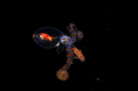 刺激的な水中生物