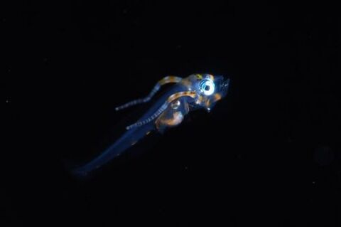 刺激的な水中生物