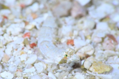 ネズッポ科の1種