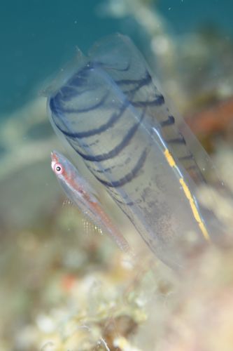 セボシウミタケハゼ
