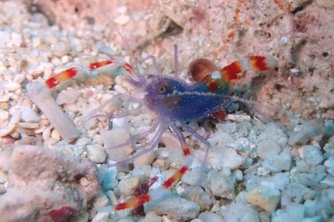 ステノプス・テヌイロストリス