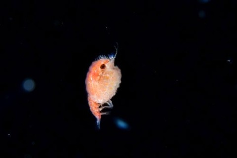 刺激的な水中生物