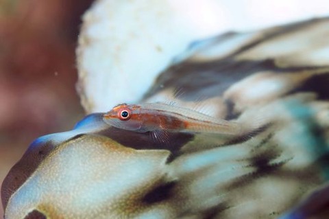 セボシウミタケハゼ