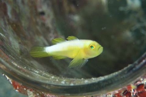 ナカモトイロワケハゼ