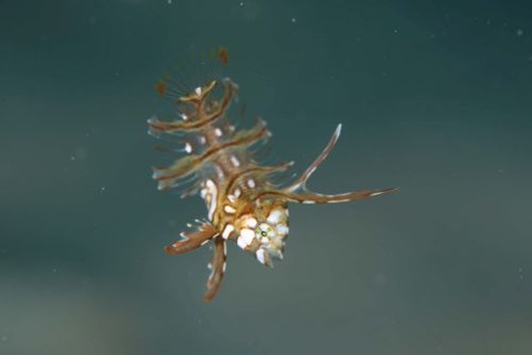 オビテンスモドキ