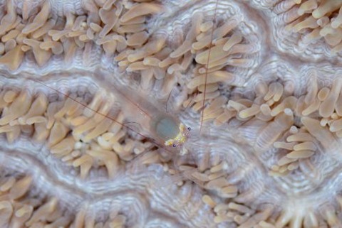 アカヒゲカクレエビ