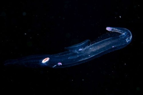 刺激的な水中生物