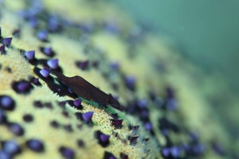 ヒトデヤドリエビ