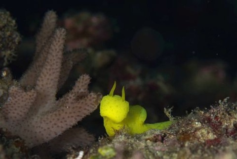 レモンウミウシ