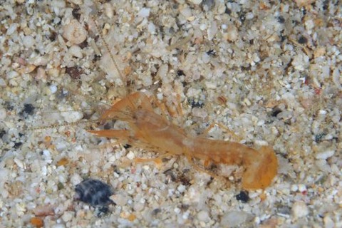 アナエビ科の１種