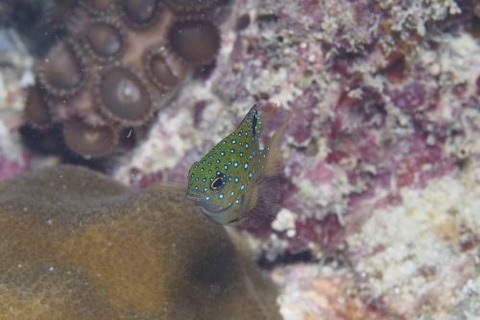 ルリホシスズメダイ