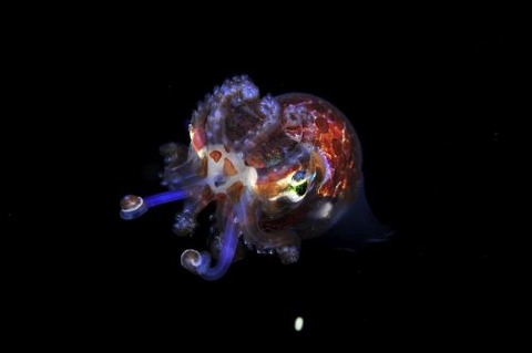 刺激的な水中生物