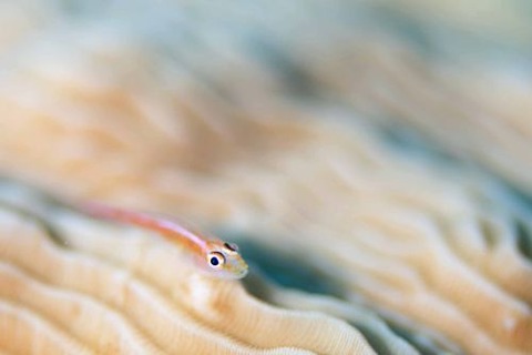 アカスジウミタケハゼ