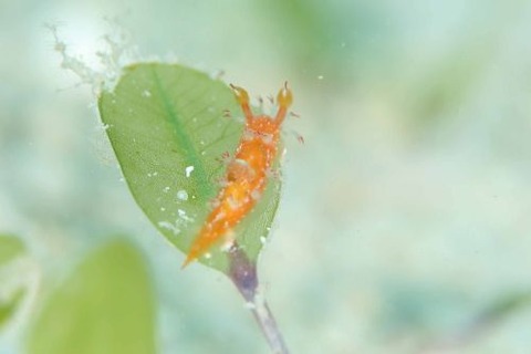 ヒメエダウミウシ