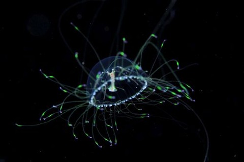 デイゴハナガサクラゲ