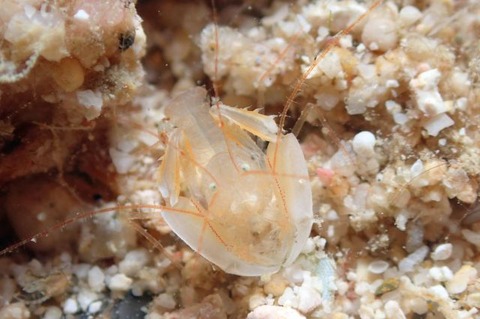 ミクロプロステマ・タケダイ