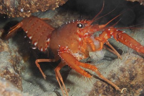 クミショウグンエビ