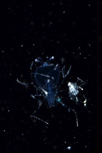 刺激的な水中生物