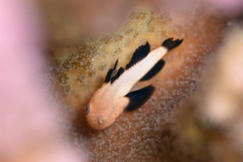 パンダダルマハゼ