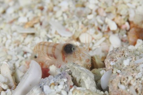 テッポウエビ科の1種