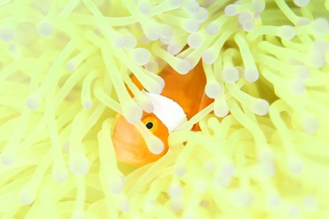 カクレクマノミ