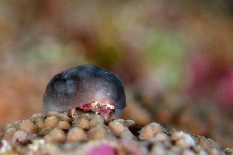 カイカムリ科の1種