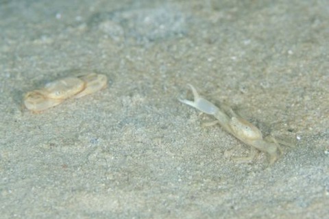 ワタリガニ科の1種