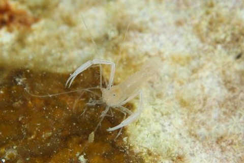 スベスベサンゴヒメエビ
