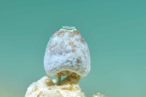 オガサワラカムリ