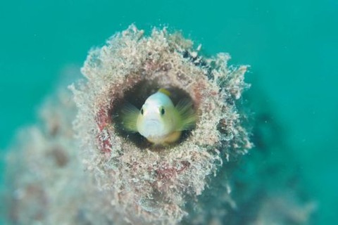 ナカモトイロワケハゼ