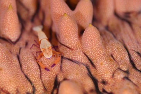 ウミウシカクレエビ