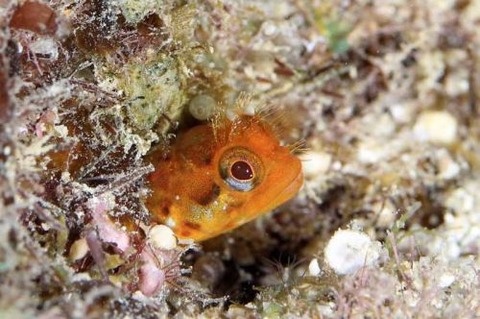 ハダカコケギンポ