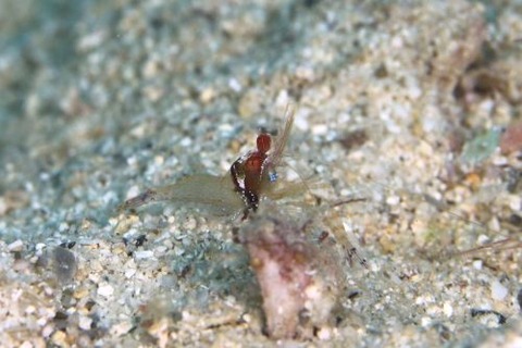 カメンカクレエビ