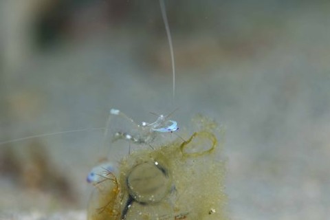 オドリカクレエビ