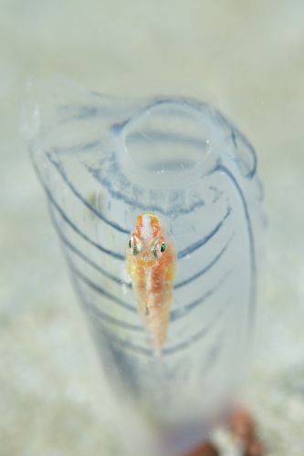 ウミショウブハゼ属の1種