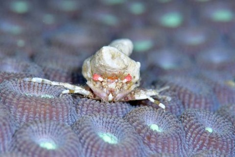 イトアシガニ科の1種