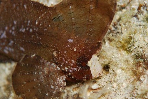 ツマジロオコゼ