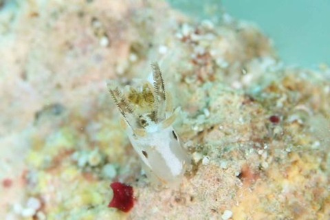 イバラウミウシ属の1種