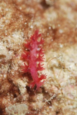 ホクヨウウミウシ科の1種