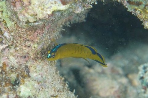 カツイロニセスズメ