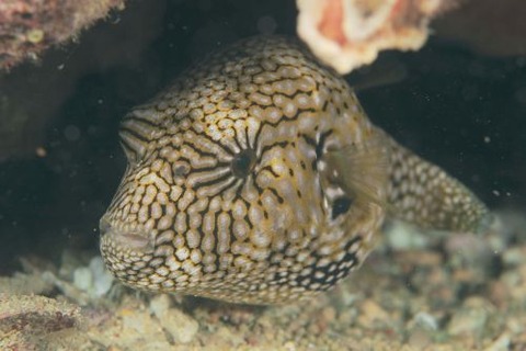 ケショウフグ