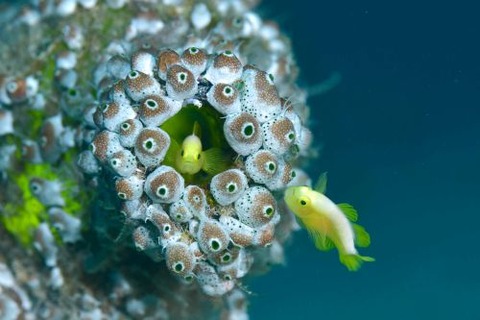 ナカモトイロワケハゼ