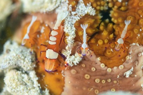 ウミウシカクレエビ