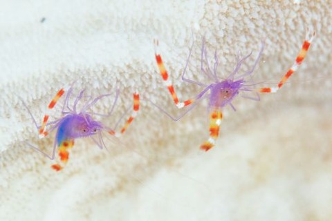 ステノプス・テヌイロストリス