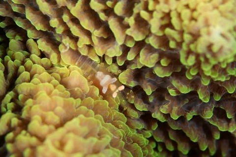 イソギンチャクモドキカクレエビ