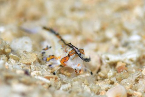 イッポンテグリ