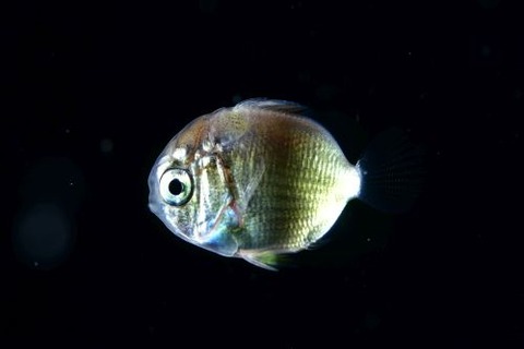 刺激的な水中生物