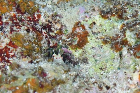 モンツキカエルウオ