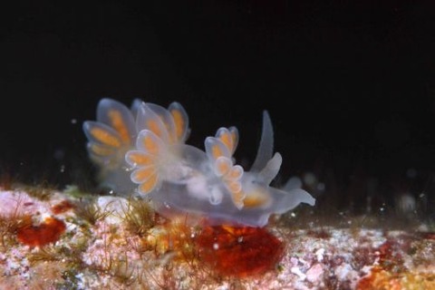 ミノウミウシ亜目の1種