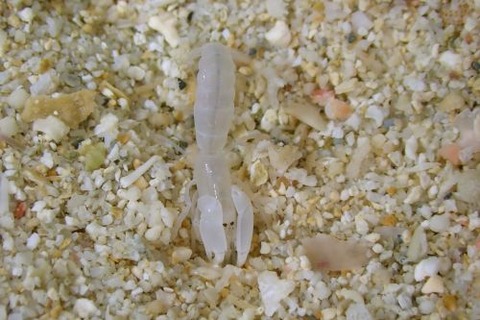 スナモグリ科の1種